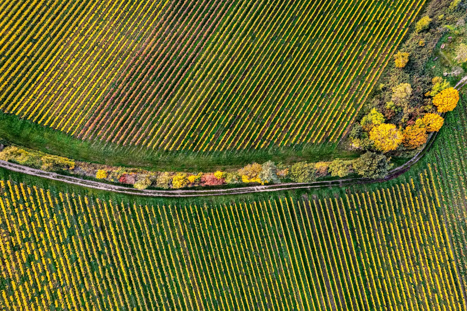 Vineyard rows from above, an autumn hedge curving through them